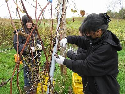 ぶどう収穫体験①