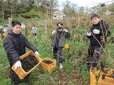 ぶどう収穫体験②