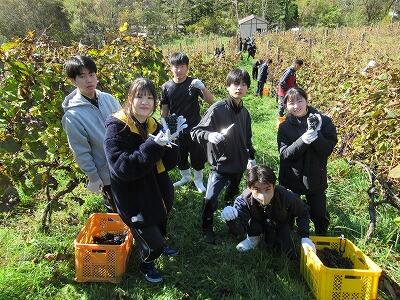 ぶどう収穫体験③
