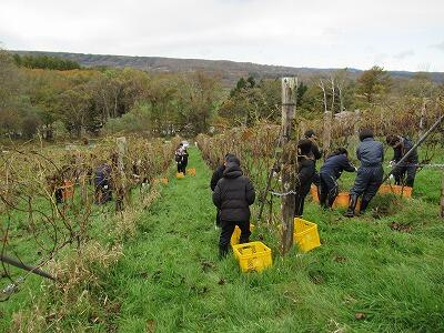 ぶどう収穫体験④